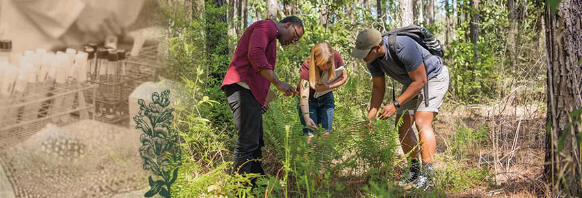 Three students studying plants in the wilderness.