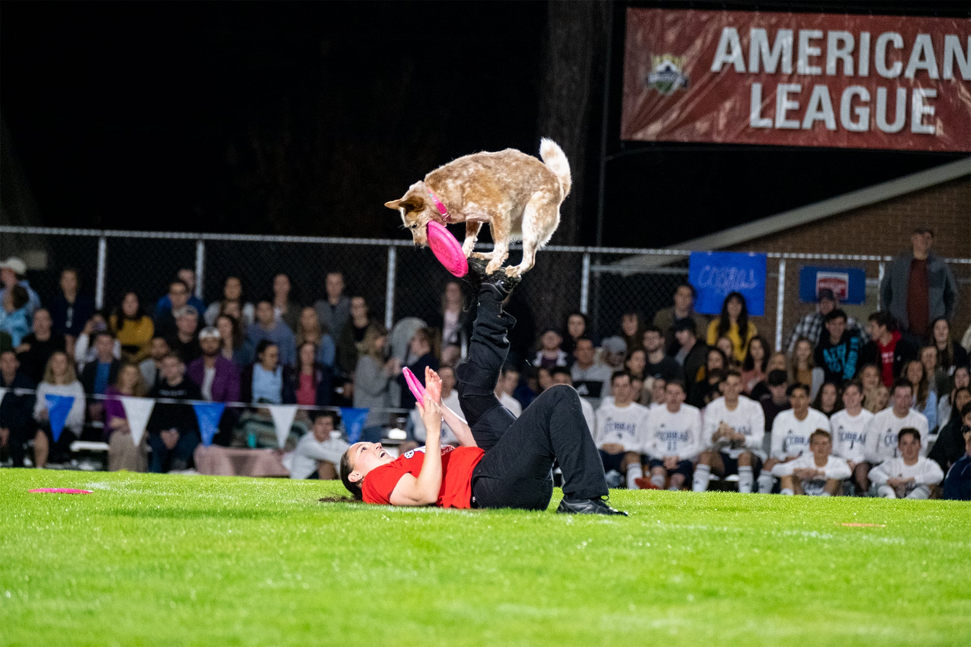 A tan dog from Stunt Dog Productions balances on the foot of her trainer.