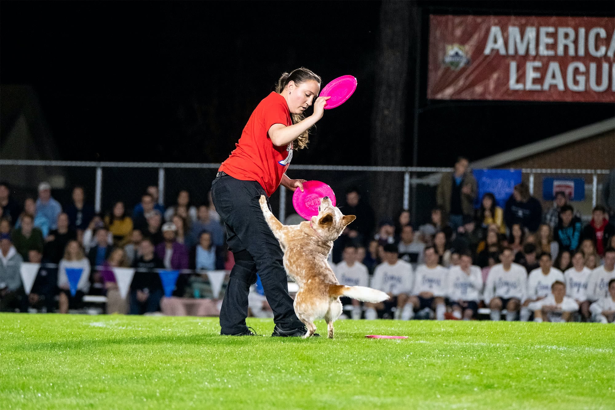 A female trainer from Stunt Dog Productions plays with a frisbee with a tan dog
